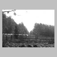 110-0054 November 1944. Endlose Viehtrecks auf der Flucht vor den sich naehernden russischen Truppen. Sie kamen aus den Grenzgebieten um Schlossberg.jpg